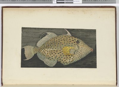 Een vis genaamd Oude Vrouw van S. Jago, 1772-75 door Isaac Smith