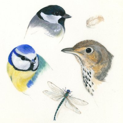 Studie van vogels en libel door Isabelle Brent