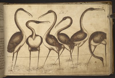 Vogels, uit Historia Animalium door Italian School