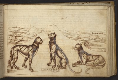 Panter (