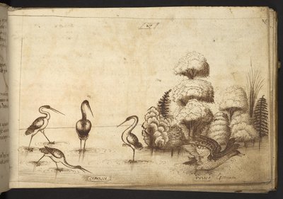 Waadvogels (