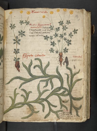 Een kruidenboek, Belluno door Italian School