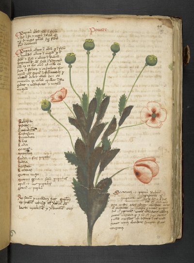 Een kruidenboek, Belluno door Italian School