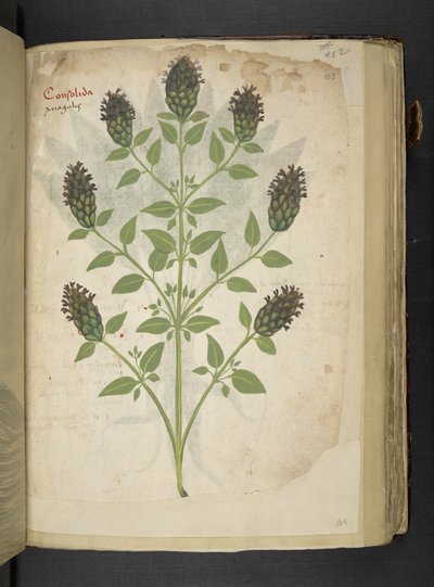 Consolida, uit een kruidenboek, Belluno door Italian School