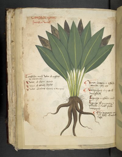 Add MS 41623 f.103v Confolida, uit 