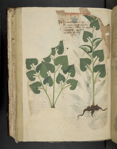 Add MS 41623 f.104v Anthurium, uit 