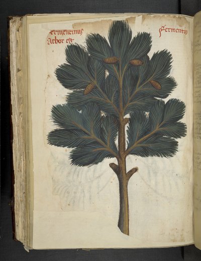 Dennenboom, uit 