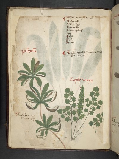 Een kruidenboek, Belluno door Italian School