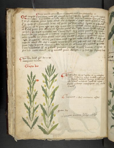 Een kruidenboek, Belluno door Italian School