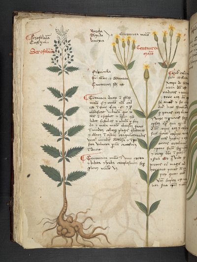 Een kruidenboek, Belluno door Italian School