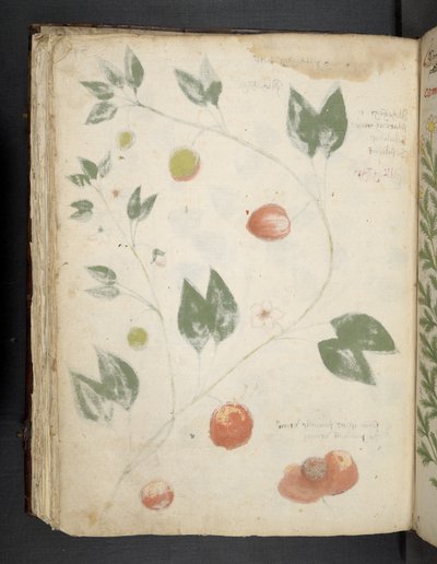 Een kruidenboek, Belluno door Italian School