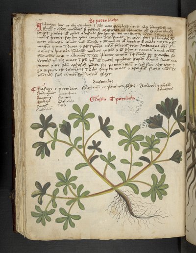 De Portulaca, uit een kruidenboek, Belluno door Italian School