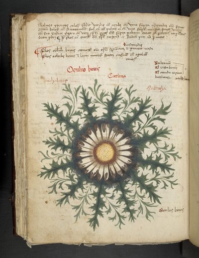Carlina, uit een kruidenboek, Belluno door Italian School