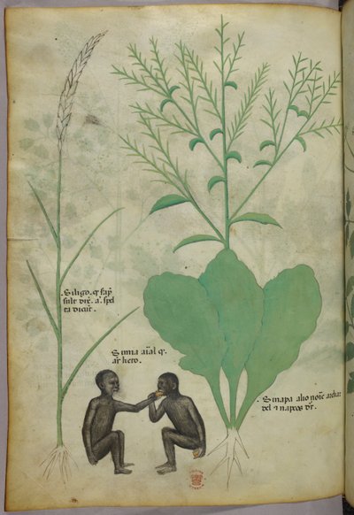 Botanische en dierlijke illustratie van een plant en twee apen, ca. 1440 (inkt en kleur op perkament) door Italian School