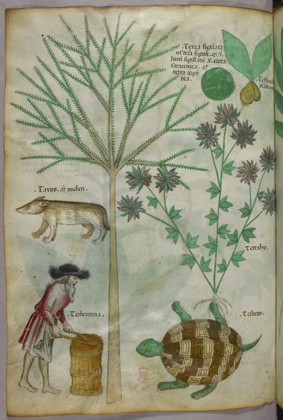 Botanische en dierlijke illustratie van planten, een schildpad, een man en een ander dier, ca. 1440 (inkt en kleur op perkament) door Italian School
