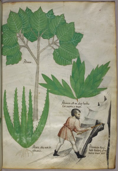 Botanische illustratie een man met een bijl die rotsen breekt om aluin te winnen, ca. 1440 (inkt en kleur op perkament) door Italian School