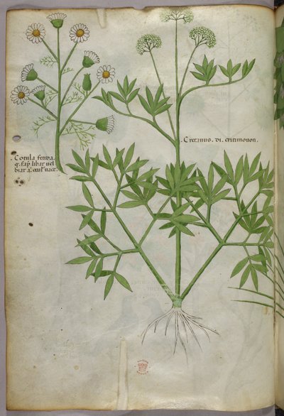 Botanische illustratie, ca. 1440 (inkt en kleur op perkament) door Italian School