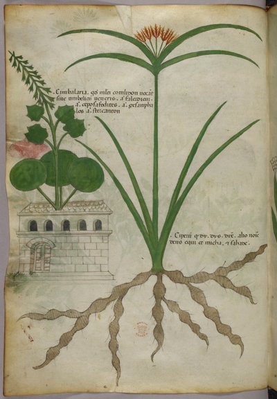 Botanische illustratie, ca. 1440 (inkt en kleur op perkament) door Italian School