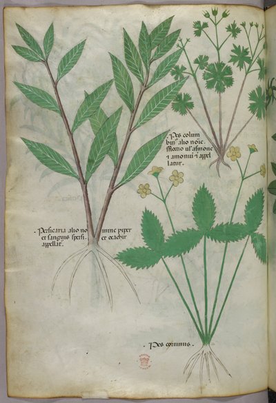 Botanische illustratie, ca. 1440 (inkt en kleur op perkament) door Italian School