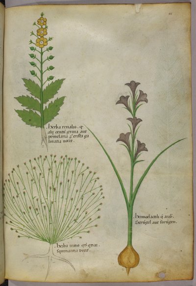 Botanische illustratie, ca. 1440 (inkt en kleur op perkament) door Italian School