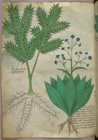 Botanische illustratie, ca. 1440 (inkt en kleur op perkament) door Italian School