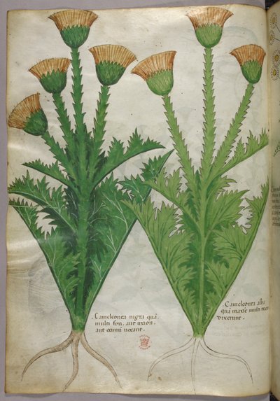 Botanische illustratie, ca. 1440 (inkt en kleur op perkament) door Italian School