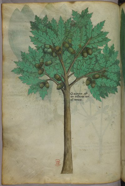 Botanische illustratie van een notenboom, ca. 1440 (inkt en kleur op perkament) door Italian School