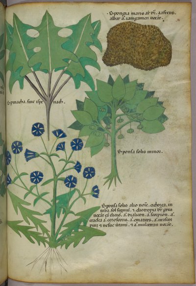 Botanische illustratie van planten, waaronder een spons, ca. 1440 (inkt en kleur op perkament) door Italian School