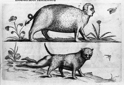 Verschillende soorten menselijke monsters: de manticore, een kat met kinderbenen. Gravure uit 