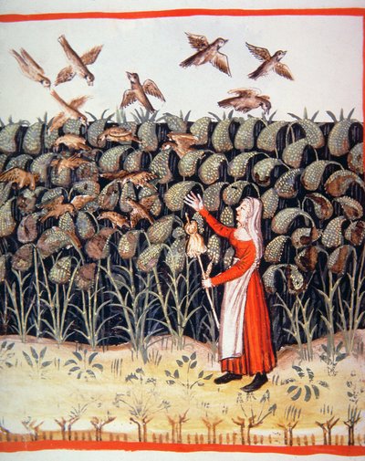 Gierst, illustratie uit Tacuinum Sanitatis Codex Vindobonensis door Italian School