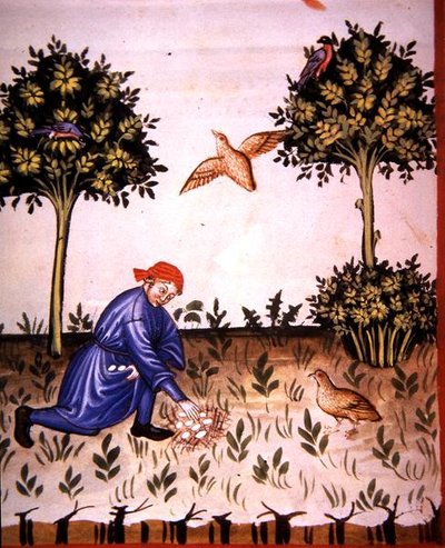 Fol.66v Verzamelen van Patrijzen Eieren, illustratie uit 