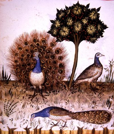 Fol.70r Pauwen, illustratie uit 