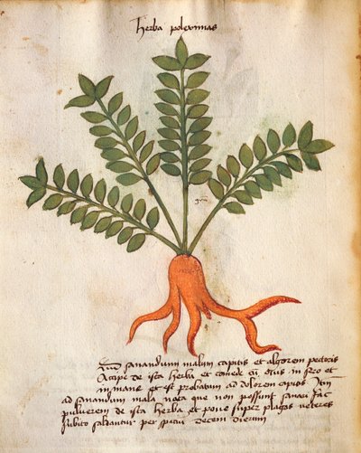 Herba Poleximos door Italian School