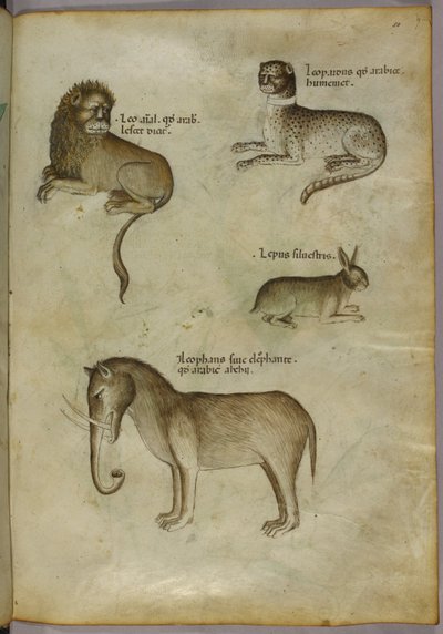 Illustratie van een leeuw, een luipaard, een konijn en een olifant door Italian School