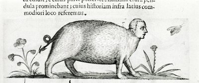 De manticore - in 