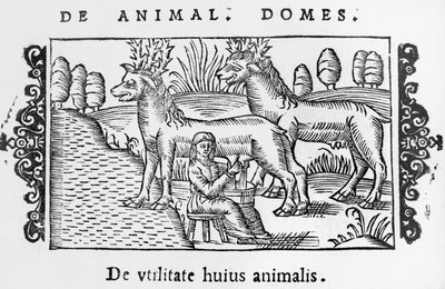 Melken van rendieren, illustratie uit Historia de Gentibus Septentrionalibus door Olaus Magnus (1490-1558), gepubliceerd in Rome, 1555 door Italian School