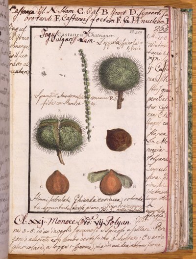 Kastanje, uit Dizionario di Botanica door Italian School