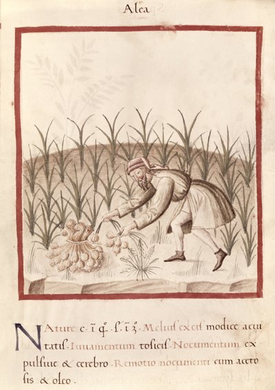 Oogsten van Knoflook, uit 