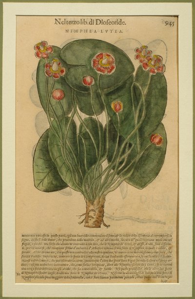 Nimphea Lutea, een botanische plaat uit de Discorsi door Pietro Andrea Mattioli (1501-77) gepubliceerd in Venetië, 1570 door Italian School