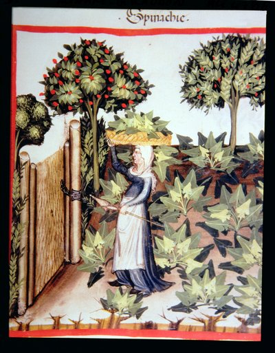 Nova 2644 f.27r Spinazie oogsten, uit Tacuinum Sanitatis Codex Vindobonensis door Italian School