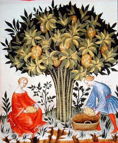 Nova 2644 fol.11r Citrusvruchten Oogsten, uit de Tacuinum Sanitatis Codex Vindobonensis (perkament) door Italian School
