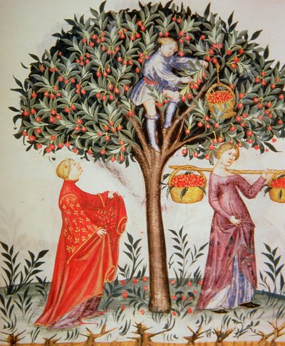 Nova 2644 fol.12r Kersen plukken, uit de Tacuinum Sanitatis Codex Vindobonensis door Italian School