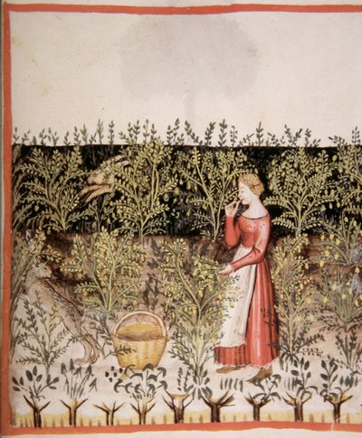 Nova 2644 fol.49 r Kikkererwten plukken, Tacuinum Sanitatis Codex Vindobonensis door Italian School