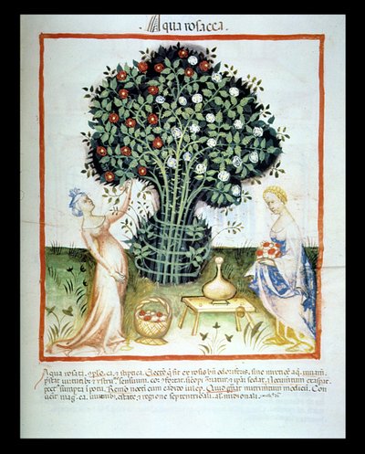 Rozenwater, uit de Tacuinum Sanitatis Codex Vindobonensis door Italian School