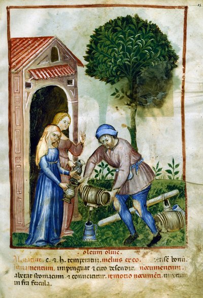 Olijfolie, miniatuur uit Tacuinum Sanitatis, Latijnse editie door Italian School