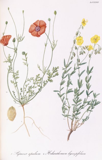 Papaver apulum en Helianthemum hyssopifolum, 1811-1838 door Italian School
