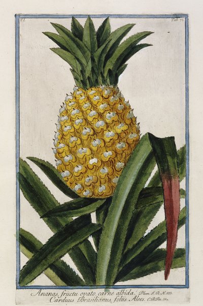Ananas, 1772-1784 door Italian School