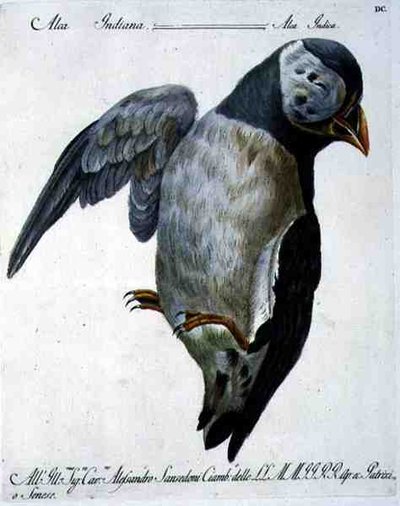 Papegaaiduiker, c.1767-76 door Italian School