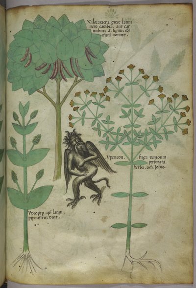 Sloane 4016 f.103 Miniatuur van planten en een demon: het kruid Ypericon, dat naar verluidt demonen afweerde, uit 