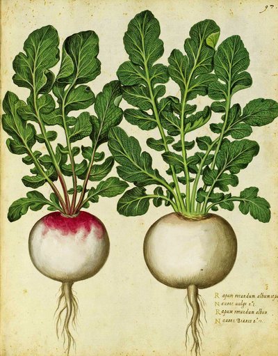 Knolraap door Ulisse Aldrovandi door Italian School